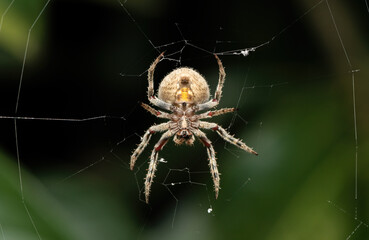 Hairy field spider (Neoscona sp.) 
