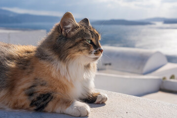 Cat on whitewashed wall, Oia village GR