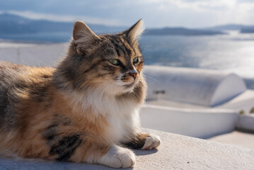 Cat on whitewashed wall, Oia village GR