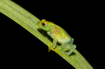 Water Lily Reed Frog (Hyperolius pusillus)