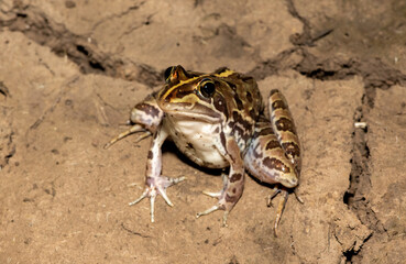 Common river frog (Amietia delalandii), also known as drakensberg river frog, or sani pass frog, a species of southern African river frog