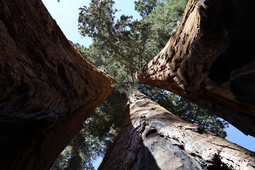 three sequoias