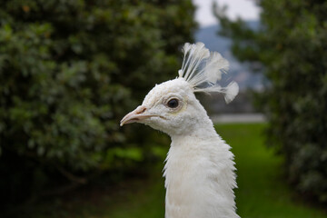 White peacock close-up 3