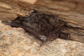 The western barbastelle, barbastelle or barbastelle bat (Barbastella barbastellus) hibernating bat...