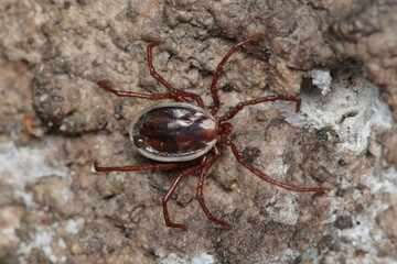 The Long-legged bat tick (Ixodes vespertilionis) on the wall of the cave