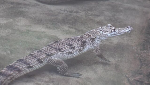 Crocodile in Desert Area, Baby Nile Crocodile in Sand, Swimming  Alligator in Water, Crocodylus Niloticus