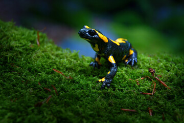 The fire salamander is a common species of salamander found in Europe