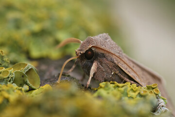 Natural closeup on the Common Quaker owlet moth, Orthosia cerasi sitting on wood
