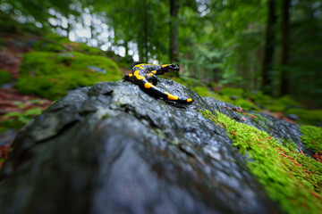 The fire salamander is a common species of salamander found in Europe