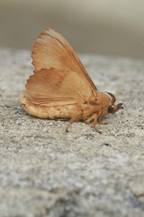 Closeup on the oak lutestring Drepanidae moth, Cymatophorina diluta, sitting on wood