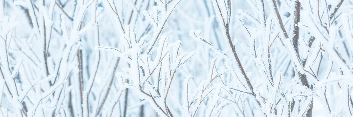 Snow and rime ice on the branches of bushes. Trees covered with hoarfrost. Plants in the park are...