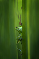 green grasshopper on a leaf