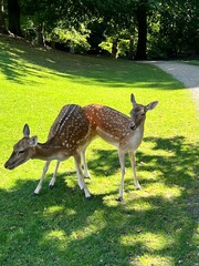 Rehe