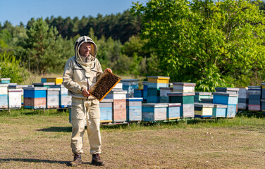 Professional beekeeper with wooden frame working. Organic honey making in apiary.