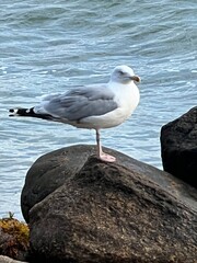 Möwe
