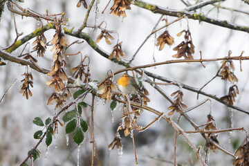 Rouge gorge familier en hiver