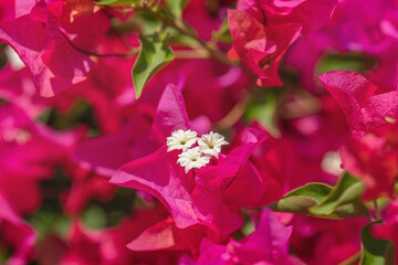 Pink Bougainvillea bracts and it's white blossoms (Genus Bougainvillea).