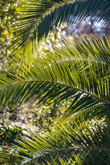 Obraz na płótnie Canvas Palm tree branches