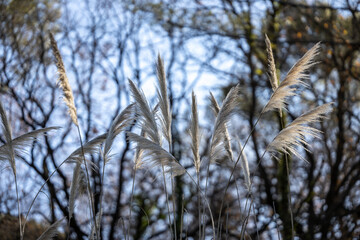 Fototapeta premium Reed in the wind