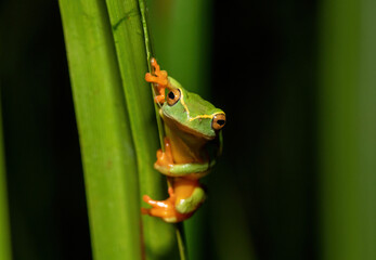 Yellow-striped Reed Frog (Hyperolius semidiscus)
