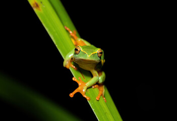 Yellow-striped Reed Frog (Hyperolius semidiscus)