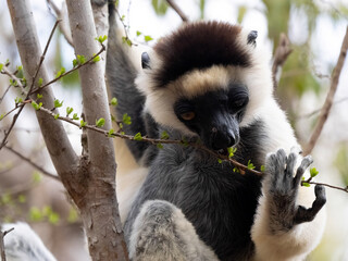 Obraz premium Nominate subspecies White Sifaka, Propithecus verreauxi verreauxi, sits on a tree and nibbles on twigs. Kirindy Private Reserve. Madagascar.