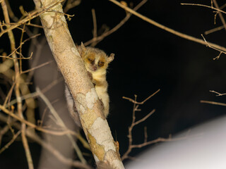 Brown mouse lemur, Microcebus rufus, foraging at night. Ranomafana National Park Madagascar.