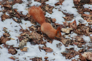 Orange squirrel running through snow and fallen leaves