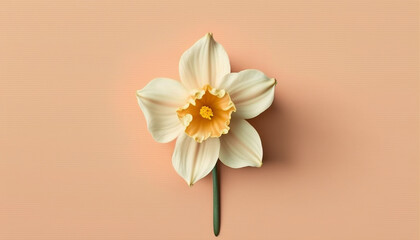 Single narcissus flower on light peach background. Flat lay style, top view