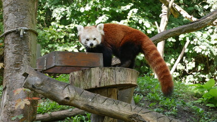 red panda