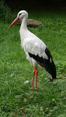 Storch