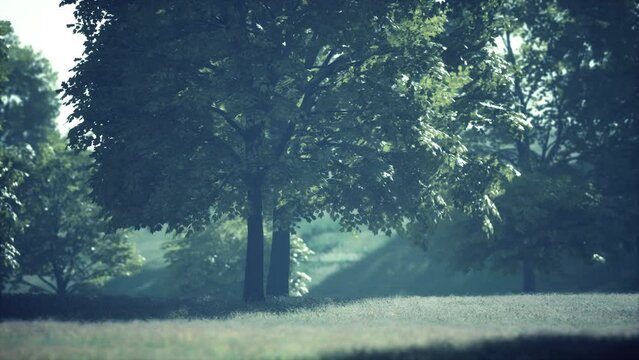 Big mapple tree with green leaves in a summer day