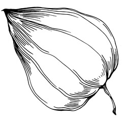 Vector physalis summer. Isolated botanical flower, leaves. Black and white engraved sketch ink art. Leaf plant botanical garden floral foliage. Wildflower drawing leaf illustration element.