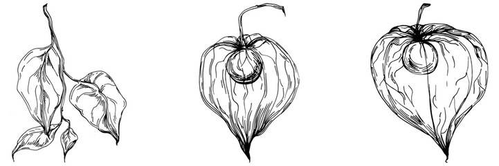 Vector physalis summer. Isolated botanical flower, leaves. Black and white engraved sketch ink art. Leaf plant botanical garden floral foliage. Wildflower drawing leaf illustration element.