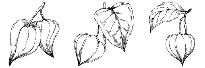 Vector physalis summer. Isolated botanical flower, leaves. Black and white engraved sketch ink art. Leaf plant botanical garden floral foliage. Wildflower drawing leaf illustration element.