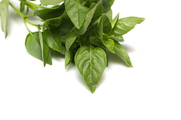 basil leaves under white surface. consumable leaves details. food details. basil texture.