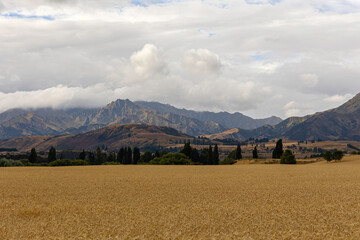 New Zealand high country scenic view, near Wanaka. Wheat field with mountains in background on a...