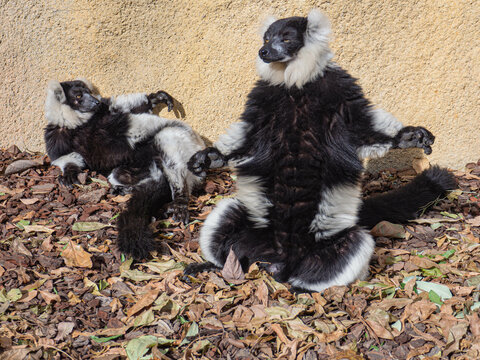 Funny limurs at Valencia Zoo