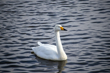 泳いでいる白鳥