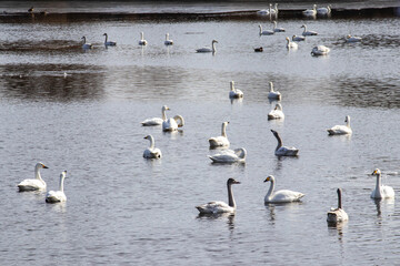 湖畔にいる白鳥たち