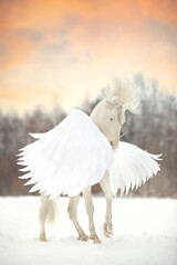 White horse with pegasus wings in winter