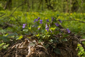 wood violet flower bush grow in meadow soil of forest thickets, plant macro fresh seasonal vegetation in direct sunshine, blurred tree trunks, light shadow play, spring awakening ecotourism concept