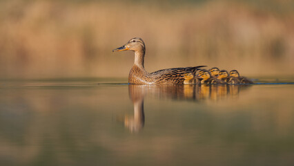 Stockente (Anas platyrhynchos) weiblich mit küken auf einem See