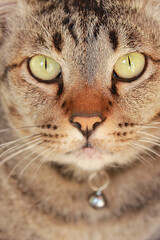 Close-up portrait of a tabby cat with green eyes, tabby cay looking at the camera.