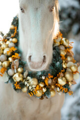 Horse in Christmas decoration in winter forest
