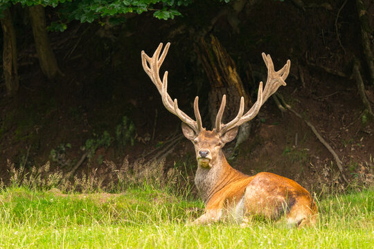 edelhirsch-410-adobe-stock