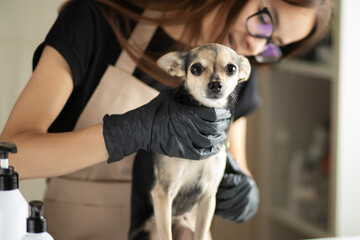 dog salon, dog barber cut fur with scissors, pet hairdresser