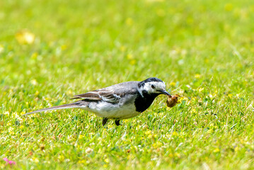 White Wagtail (Motacilla alba)