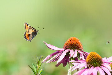 Small tortoiseshell butterfly