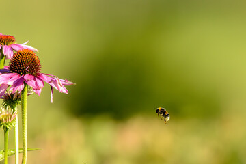 Bumblebee flying to flower